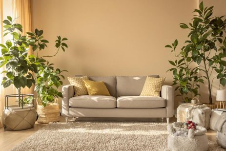 Comment se débarrasser des tiques dans la maison ?
